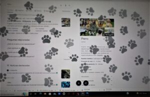 Perros y gatos. Magazinealdia.com